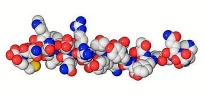 Molecola di glucagone